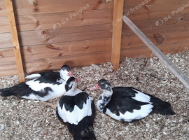 Muscovy Drakes For Sale