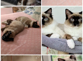 2 x Ragdoll cats Brothers