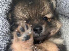 Ready next week! Beautiful puppies