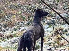 Working Lurcher for STUD (CollWhipGrey)