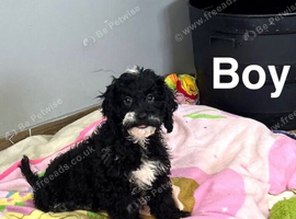 Maggie adorable litter of 3 puppies ready now