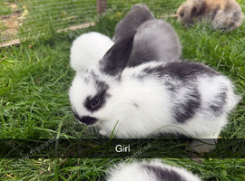Baby mini lion lops for sale