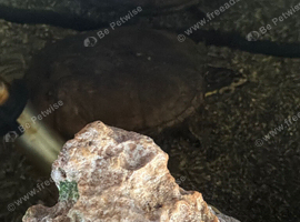Musk Turtle & Mud Turtle