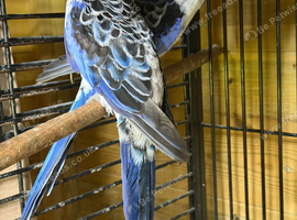 Blue pair of rosellas