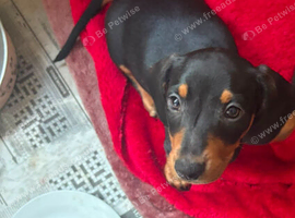 Dachshund