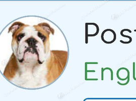 Wanted male bulldog pup