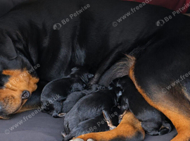 Beautiful Rottweiler puppies
