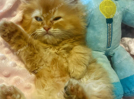 Fluffy Persian  3 LEFT