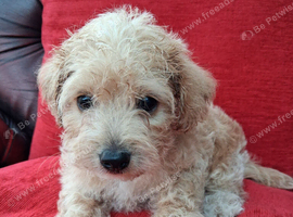 F1 Jackapoo Puppies