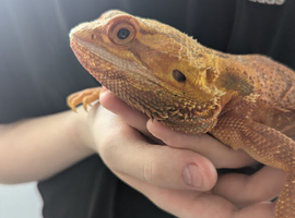Red bearded dragon with vivarium
