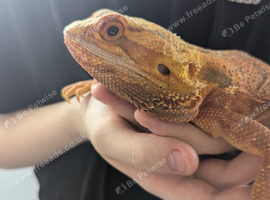 Red bearded dragon with vivarium