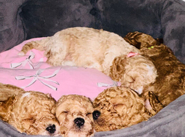 Beautiful F1b cockapoo puppies