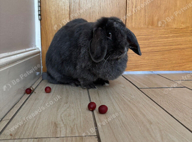 Beautiful Adult Female Lop