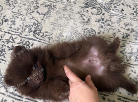 CHAMPION PEDIGREE KC POMERANIAN PUPPIES
