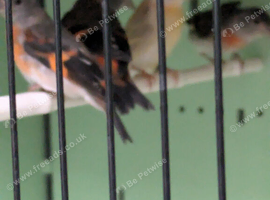 Red siskins