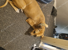 Rhodesian Ridgeback x lurcher