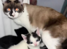 Kitten for sale