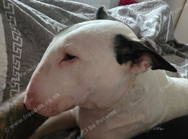 Female White with brindle patches