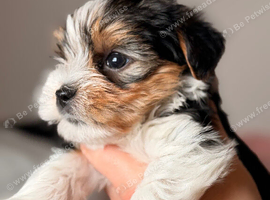 Yorkshire terrier biewer puppies