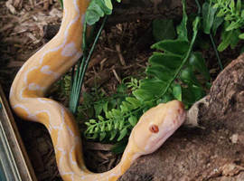 Female dwarf albino white sunfire