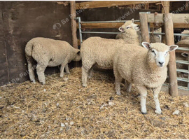 Ryeland x Romney Ewe Lambs x 5