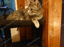 Sabre female