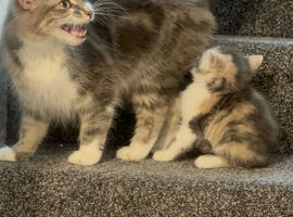 Beautiful kittens available