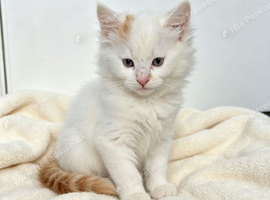 2 kitten available