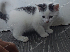 Male kitten