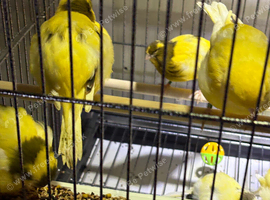 Border canaries