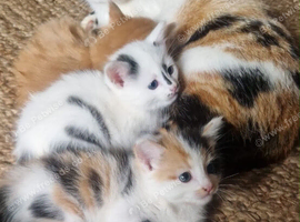 Cute fluffy mixed colour kittens