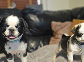 Outstanding Panda Pugs