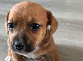 2 jack Russell puppies 4 weeks old ready to go at 8 weeks
