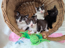 British Blue x kittens, flead/wormed/litter trained/socialised/   From &pound;80