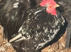 Black mottled pekin hatching eggs chance of frizzle  bantam chicken