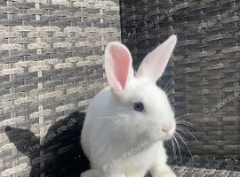 10 WEEK OLD BUNNIES, ready now