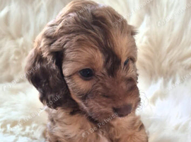 SWEETEST LITTLE BOY LEFT READY FOR NEW HOME