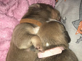 Puppies
