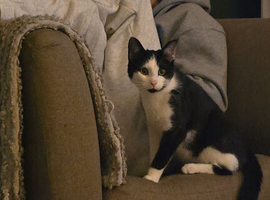 Two cat for rehousing