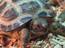 3 Horsfield tortoises