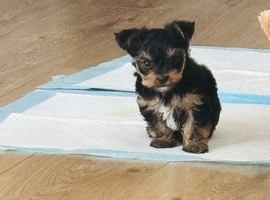 Yorkshire Terrier boy