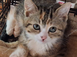 Beautiful  manx kittens