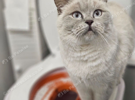 Blue eyes with white scottish straight female not neutralized