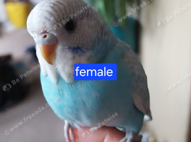 Budgies for sale
