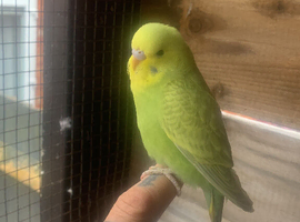 Baby budgies