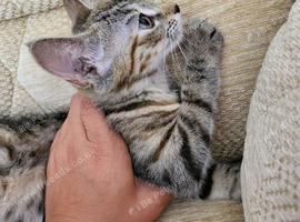 Mix-syberian-british kittens