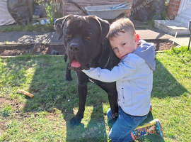 Meet zen loving cane corso