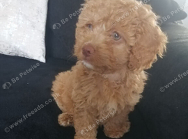 Beautiful Cavapoo boy 10 weeks old