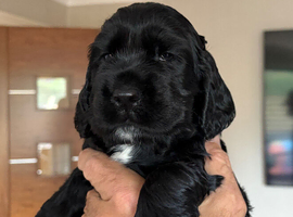SHOW COCKER SPANIELS