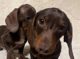 Stunning dachshund boys